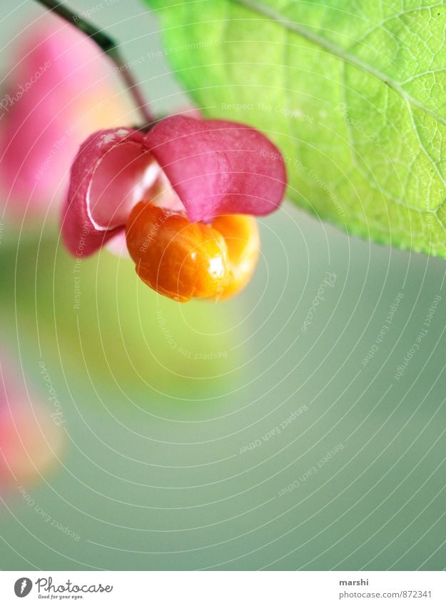 FlowersPopcorn Nature Plant Garden Orange Pink Bud Blossom Colour photo Exterior shot Close-up Detail Macro (Extreme close-up) Blur