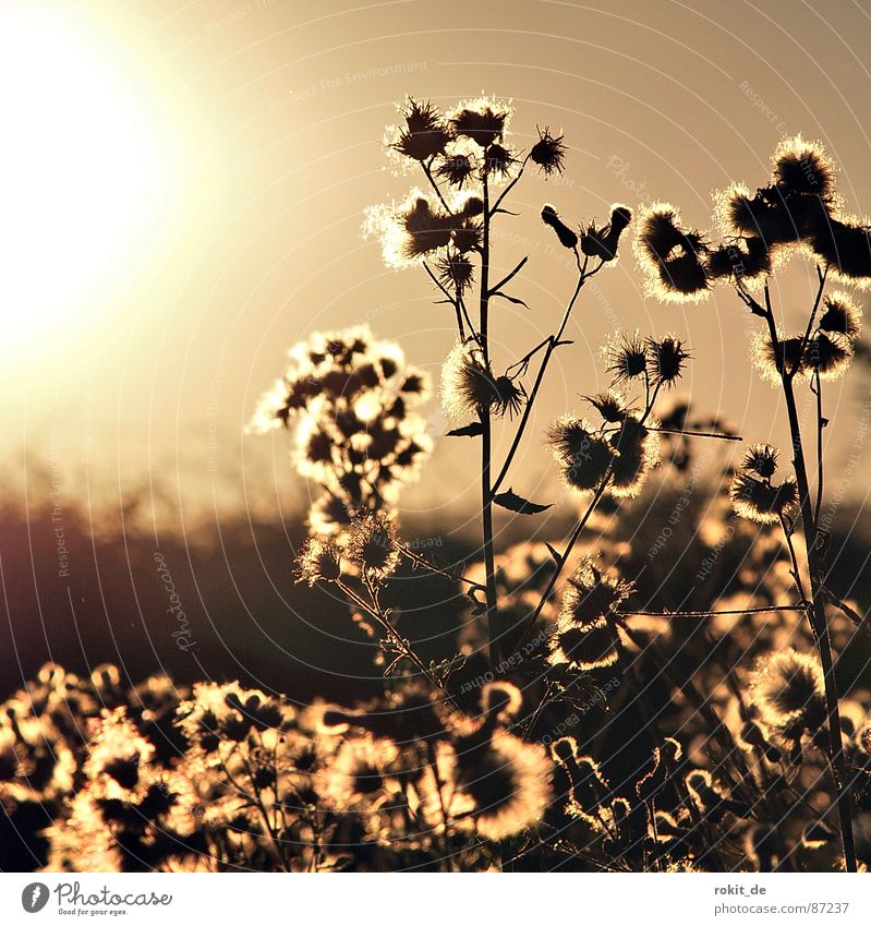 Dazzling. Sunset Thistle Plant Blossom Late Dazzle Brown Wayside Gardening Beige Part of the plant Sowing Pollen Morning Far-off places Botany Flower stem