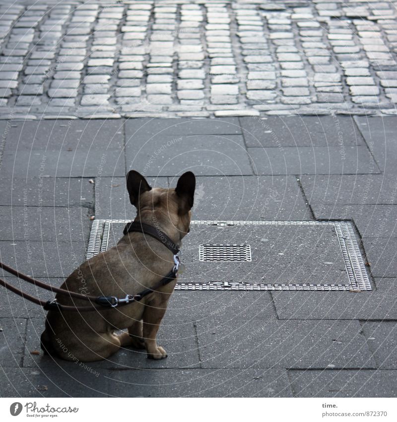 sometimes the street is grey Transport Traffic infrastructure Passenger traffic Street Lanes & trails Sidewalk Gully Cobblestones Paving stone Paving tiles