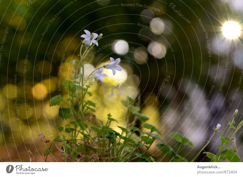 sunlit Sun Summer Plant Blossom Moody Relaxation Evening Twilight Light Sunrise Sunset Back-light