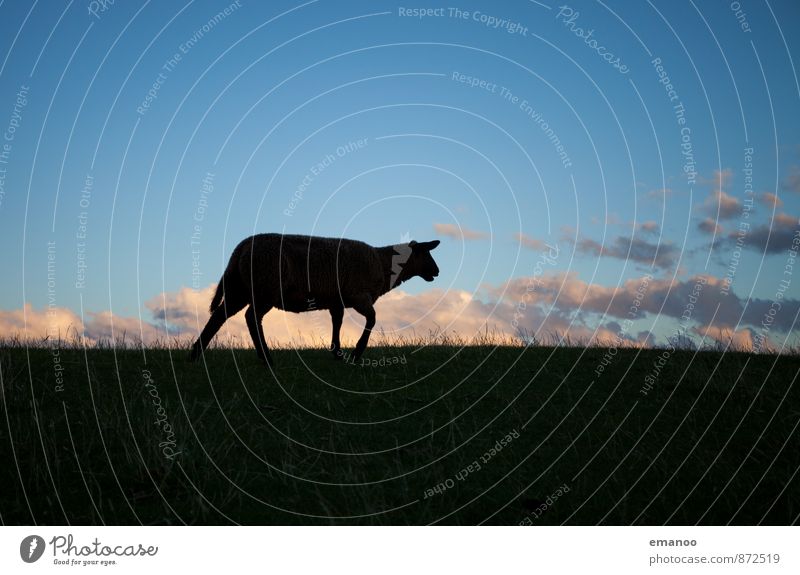 dike sheep Nature Landscape Sky Clouds Horizon Grass Meadow Field Animal Farm animal 1 To feed Walking Blue Black Loneliness Sheep Dike Flee Fear Lamb's wool