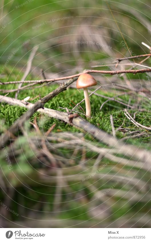 kid Food Nature Earth Autumn Moss Forest Growth Small Mushroom Branch Twigs and branches Poison Inedible Colour photo Multicoloured Exterior shot Close-up