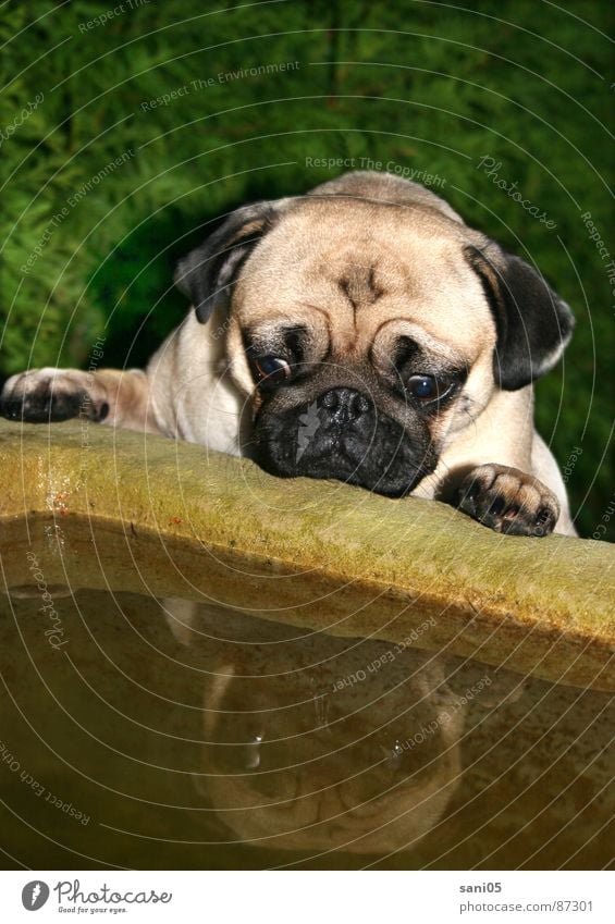 daydream Dog Pug Well Mirror image Animal Frightening Curiosity Source Horror Fountain Scare Wrinkles Interest bastard open-mindedness