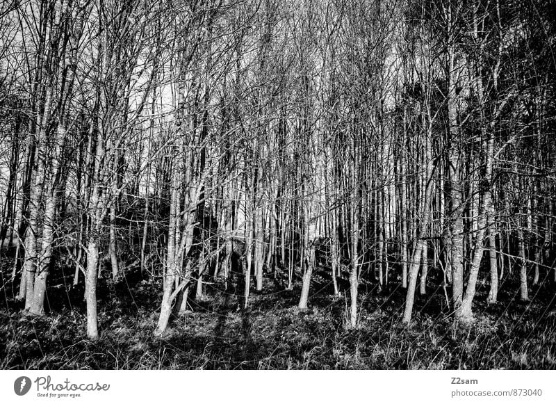 wood chopping Environment Nature Landscape Beautiful weather Tree Bushes Forest Dark Creepy Gloomy Esthetic Loneliness Energy Relaxation Idyll Sustainability