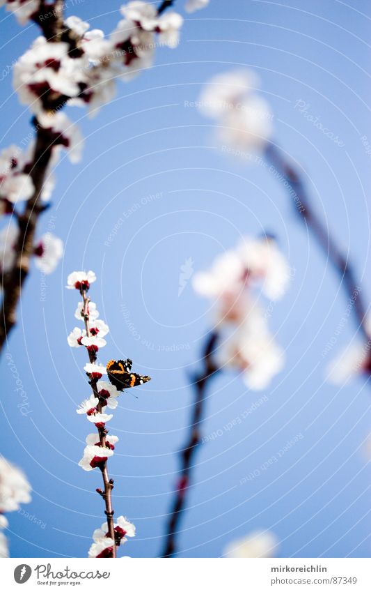 spring fever Apricot Apricot tree Spring Spring fever Flower Blossom Butterfly Seasons Beautiful Harmonious Holiday season Attractive Heavenly Branch Happy