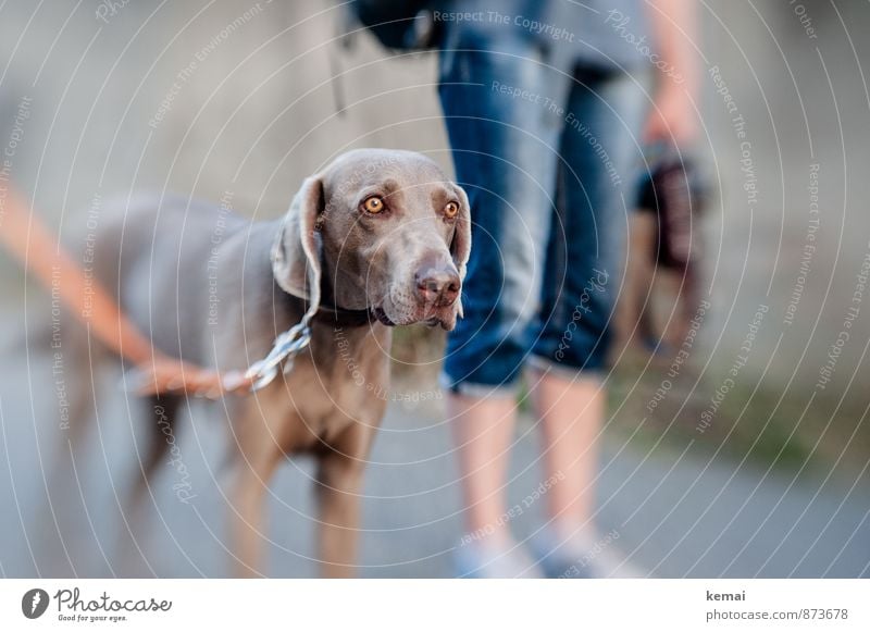 eye level Leisure and hobbies Trip Legs 1 Human being Animal Pet Dog Animal face Pelt Weimaraner tia Dog lead Looking Stand Wait Beautiful Watchfulness Calm