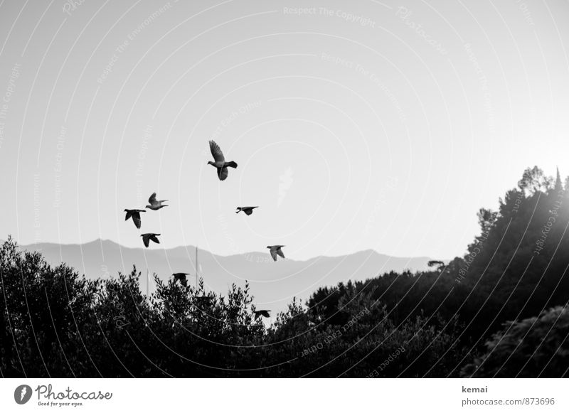 One fine morning Plant Bushes Hill Animal Wild animal Bird Pigeon Flock Flying Flock of birds Black & white photo Exterior shot Deserted Copy Space right