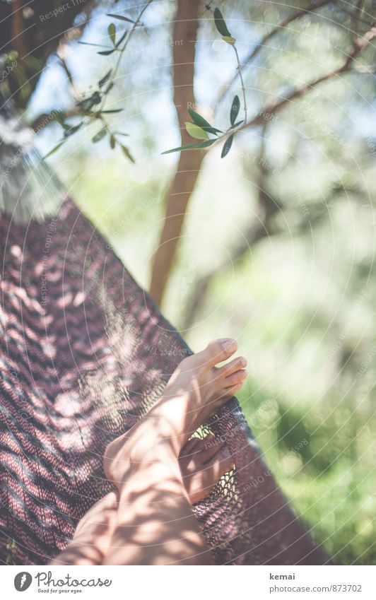 A good place Lifestyle Vacation & Travel Camping Summer Summer vacation Sun Sunbathing Feet Toes 1 Human being Leaf Foliage plant Olive grove Olive tree Hammock