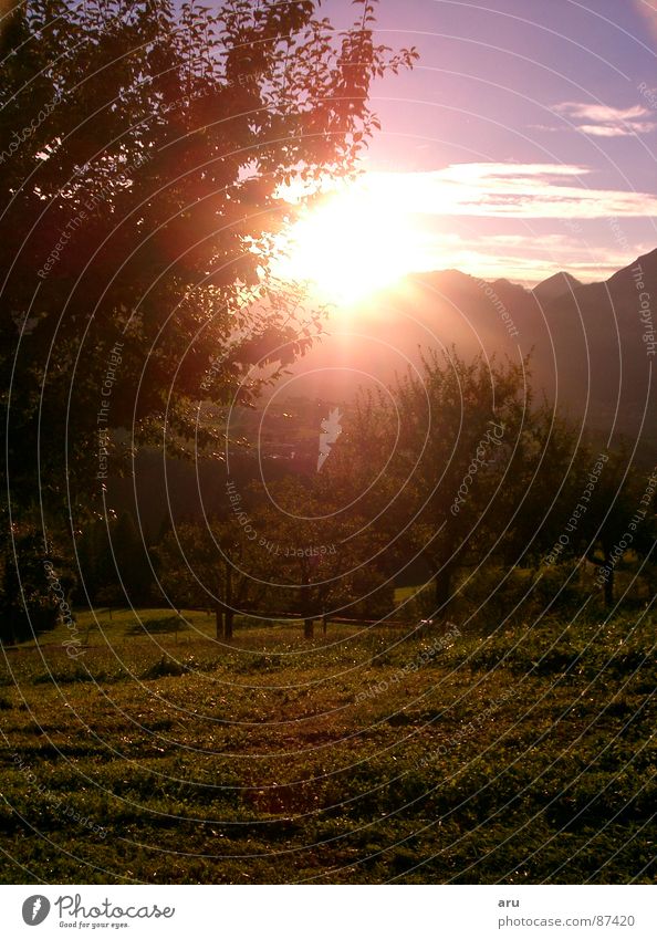 Sunset in the mountains Tree Romance Alps Mountain Sky