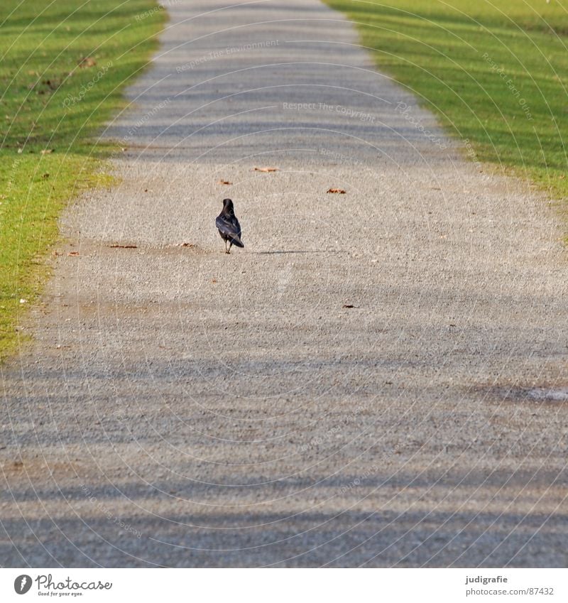 stroll Meadow Green Crow To go for a walk Spring Loneliness Going Grass Go off Bird Garden Park Lanes & trails Lawn Walking Sun Shadow