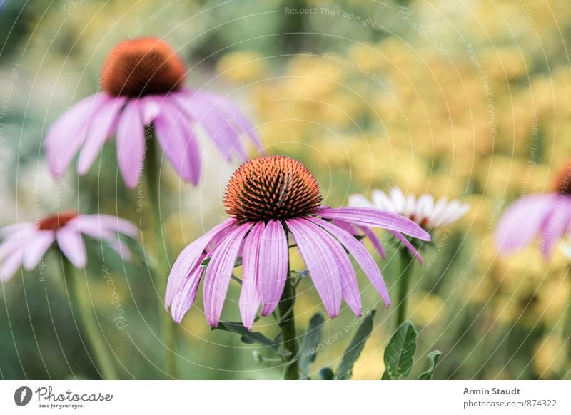 Purple Flowers Nature Plant Spring Summer Blossom Garden Park Meadow Blossoming Fragrance Esthetic Authentic Natural Yellow Pink Moody Colour Healthy Calm