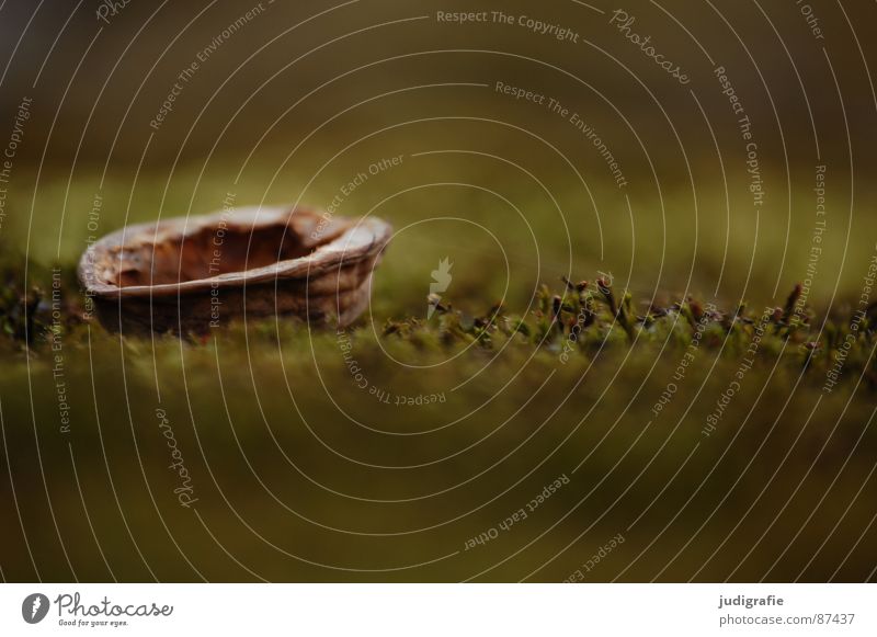 Nut shell on moss Nutshell Green Watercraft Environment Macro (Extreme close-up) Close-up Walnut Bowl Nature Lie