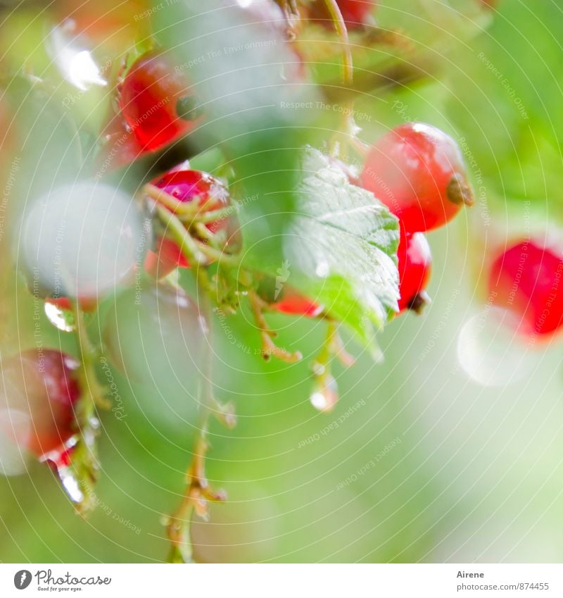 late vintage Fruit Berries Redcurrant red currants Berry bushes Nature Elements Drops of water Summer Beautiful weather Plant Bushes Leaf Garden Fresh Healthy