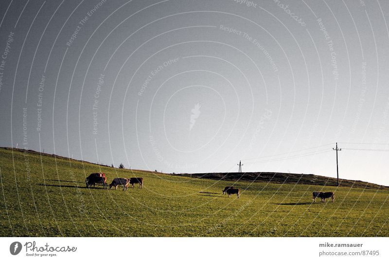 No socket Territory Electricity Cow Meadow Far-off places Animal To feed Grass Electricity pylon