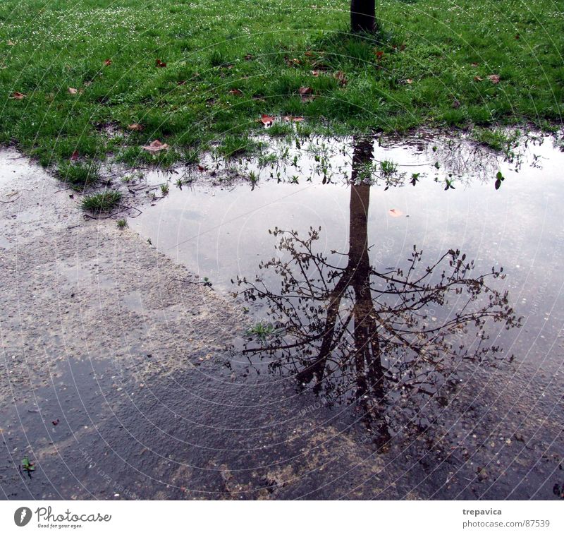 tree and water Comfortless Green Spring Tree Grass Mirror Asphalt Autumn Moody Wet River Brook 1 melancholic Life Twig leftover rain Rain Plant mood Weather