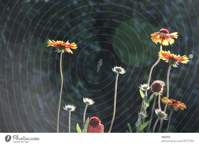 last breath of summer Garden Environment Nature Plant Summer Flower Blossom Blossoming Stand Yellow Orange Red Faded Lens flare Colour photo Exterior shot