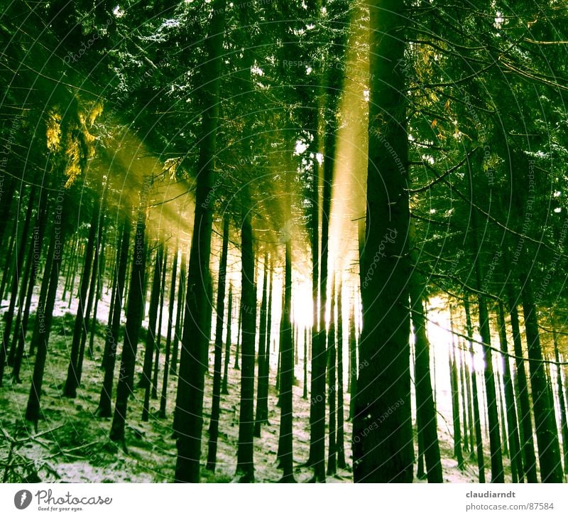 Green light Light Forest Awareness Hope Expectation Wonder Spring Mystic Coniferous forest Shaft of light Natural phenomenon Diffused light Soft laser