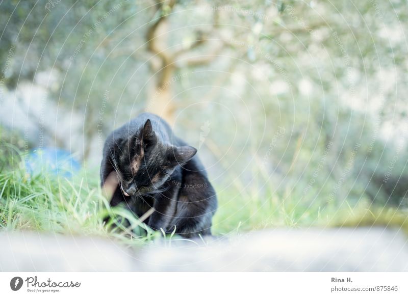 black panther III Pet Cat 1 Animal Cleaning Cute Black Meran 2014 Action Colour photo Exterior shot Deserted Copy Space right Copy Space bottom Blur