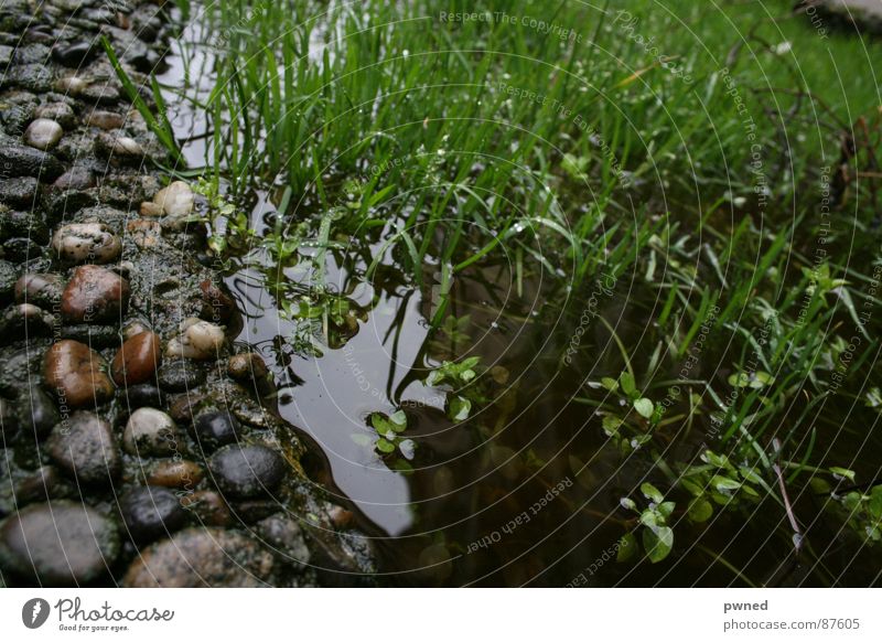 wetland biotope Pebble Grass Miniature Habitat Damp All-weather Green Aquatic Grassland Wet Reef Knoll Lawn Rain Hydrophobic Cast Water ditch Water level Dank