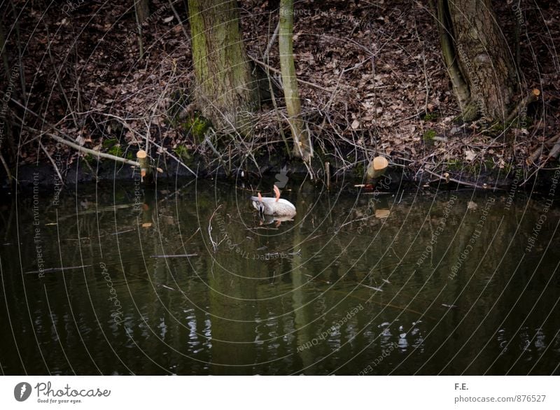 All my ducklings Nature Water Lake Animal Duck Dead animal 1 Creepy Trashy Brown Green Sadness Death Grief Ecological disaster Environmental protection