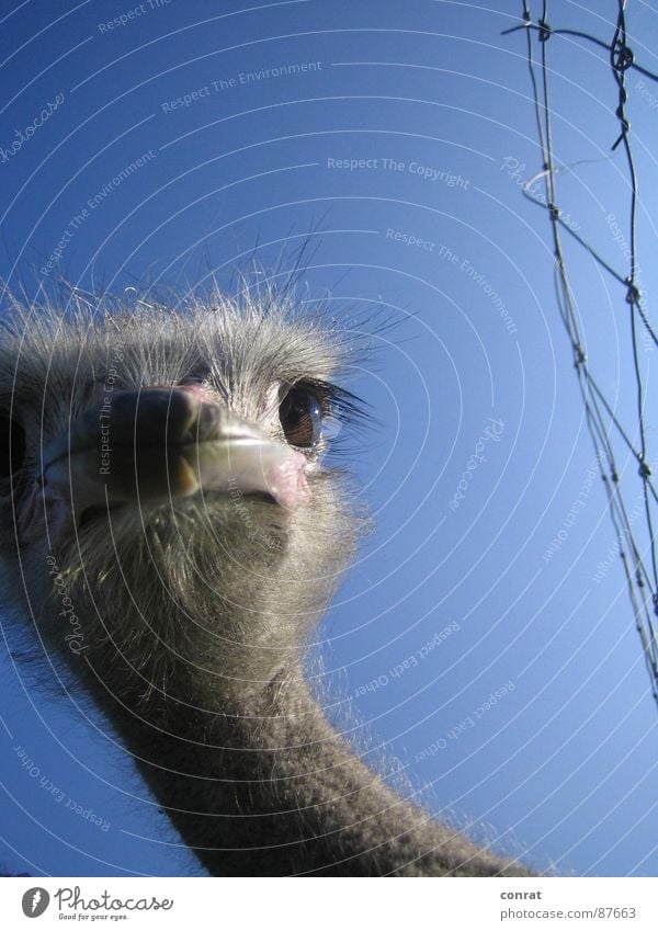 freedom Bird Ostrich Fence Curiosity Farm Freedom Discover