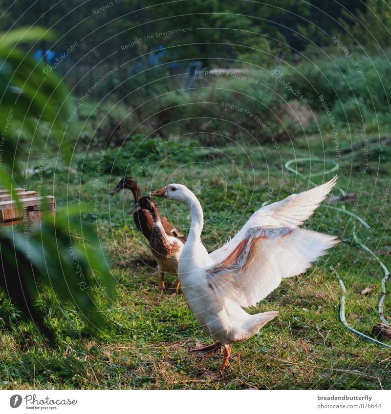 Goose nice and excited Grass Garden Farm Animal Farm animal Duck 3 Rutting season Movement Threat Idyll Nature Environmental protection Anatomy Colour photo