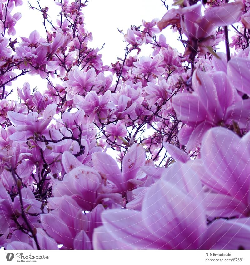 pink glasses on ... Pink Magnolia tree Spring Physics Blossom Blossom leave Spring fever Good mood Square Karlsruhe Ambient Happiness Flair Illuminating White