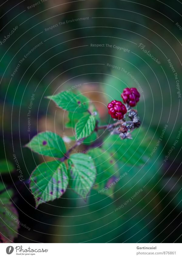 blackberries Nature Autumn Plant Leaf Agricultural crop Dark Green Pink Red Autumnal Blackberry Blackberry bush Immature Violet Colour photo Exterior shot