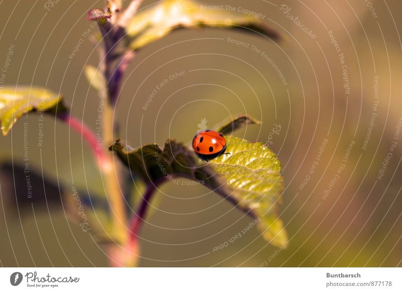 beetle ladder Nature Animal Summer Beautiful weather Plant Bushes Leaf Foliage plant Wild plant Beetle Ladybird Insect 1 Crawl Small Cute Green Red Black Point