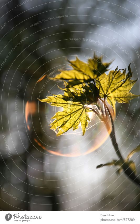 Light bubble Nature Plant Sunlight Beautiful weather Tree Leaf Foliage plant Park Brown Green Warm-heartedness Loneliness Elegant Bubble Colour photo