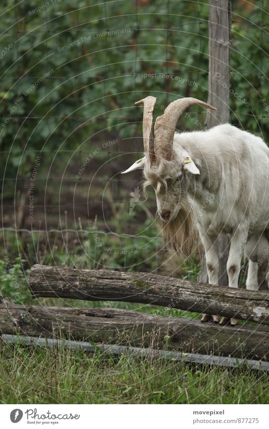 Where's the goat-petre? Pasture Animal Farm animal Pelt Goats 1 Stand Loneliness Federal State of Burgenland goat keeping Keeping of animals Colour photo