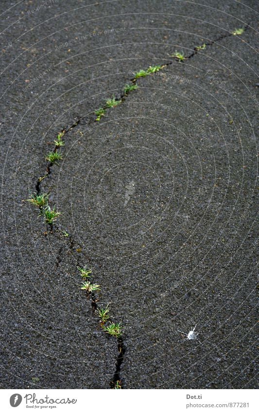 Nature is beautiful everywhere Traffic infrastructure Street Gray Green Power Destruction Crack & Rip & Tear Grass Column colonization Asphalt Breakage Derelict