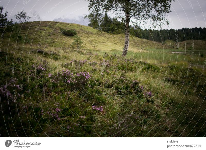 wild beauty Environment Nature Landscape Plant Summer Autumn Weather Rain Tree Moss Wild plant Heather family Meadow Forest Hill Mountain Natural Green Violet