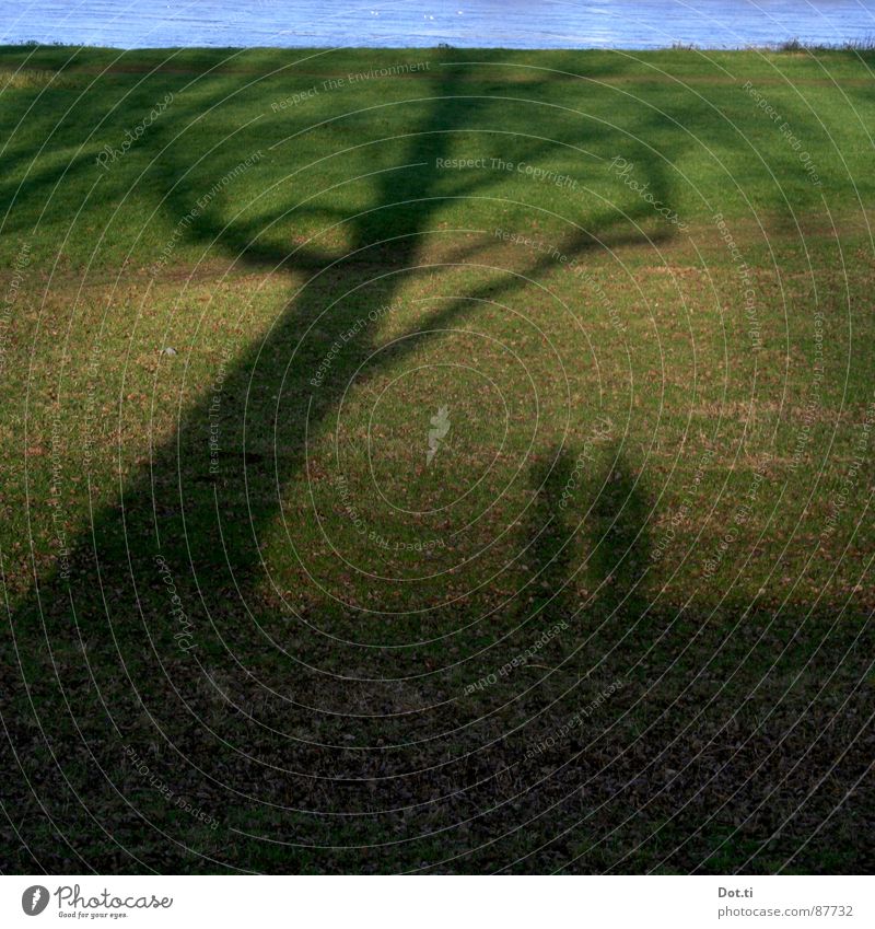 seemingly giant Couple 2 Human being Nature Autumn Tree Grass Meadow Lakeside River bank Together Green Polder Rich pasture Dike Rhine In pairs Colour photo