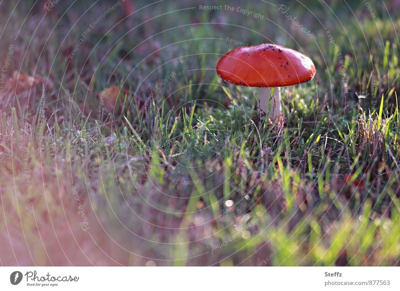 Toadstool in November Amanita mushroom Mushroom Mushroom cap Fall meadow Red Autumnal colours Mood lighting shimmer of light Flare Shaft of light Poison