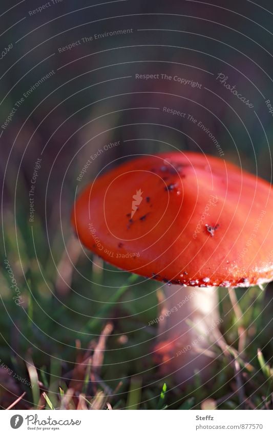 a Little Red Riding Hood in beautiful light Amanita mushroom Mushroom lucky devil Mushroom cap forest mushroom venomously Amanita Muscaria toxic fungus