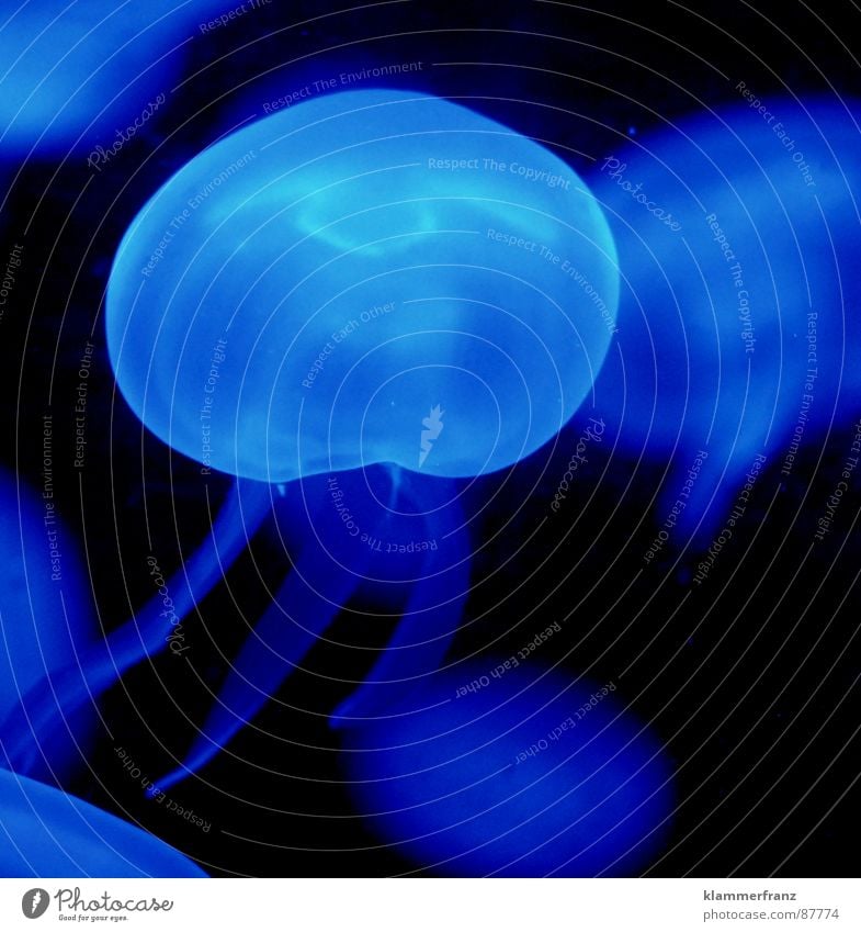 A touch of blue 4 Above Salinity Cluck Black Ocean Deep sea Bottom of the sea Hover Night Aphotic Dark Sea water Jellyfish Burn Easy Ease Debauched Calm