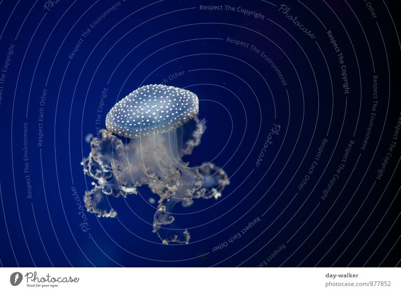 Blue fly agaric Animal Jellyfish 1 Cold Soft White Tentacle Float in the water Colour photo Underwater photo Deserted Artificial light Light Shadow Contrast