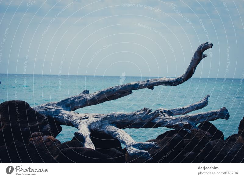 A dead tree is stranded from which a few branches lie on the stones here. In the background the blue sea. Joy Calm Vacation & Travel Island Environment Water