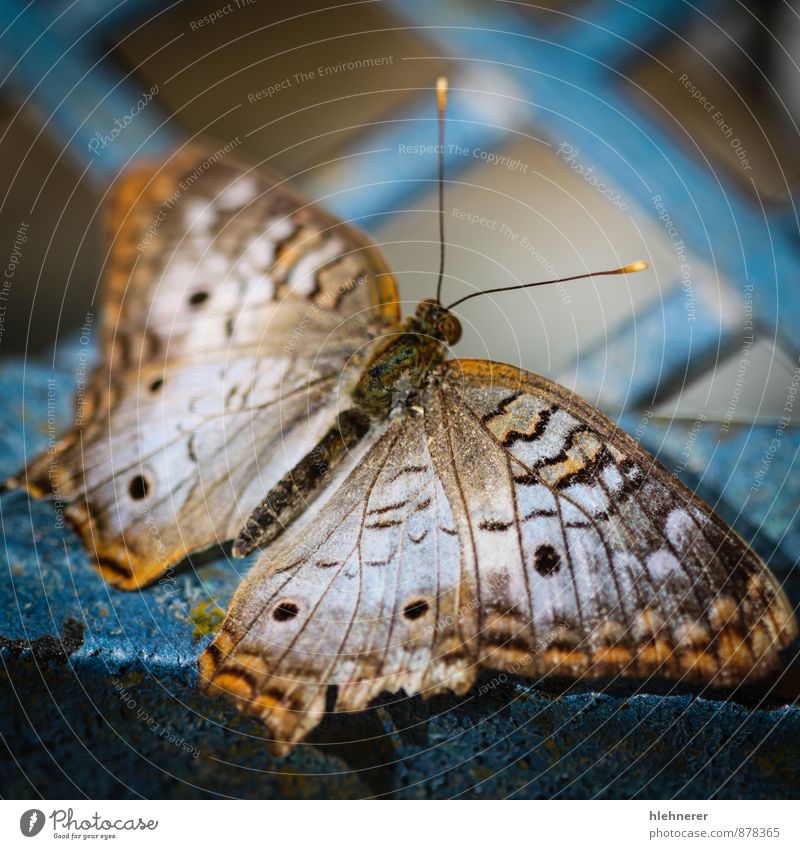 White Peacock Anartia Jatrophae Beautiful Nature Animal Antenna Butterfly Wing Natural Cute Brown Black Insect orange colorful wildlife spots pretty