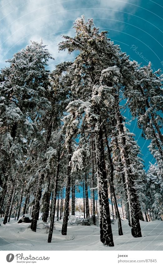 stilts Tree trunk Clouds Thin Whipped eggwhite Cold Forest Sky blue Long Clearing Environment Tree bark Fir tree Winter Branch Frost Nature Perspective Snow