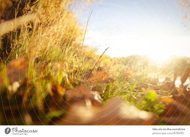 Hedgehog view Environment Nature Landscape Autumnal Leaf Autumn leaves Colour photo