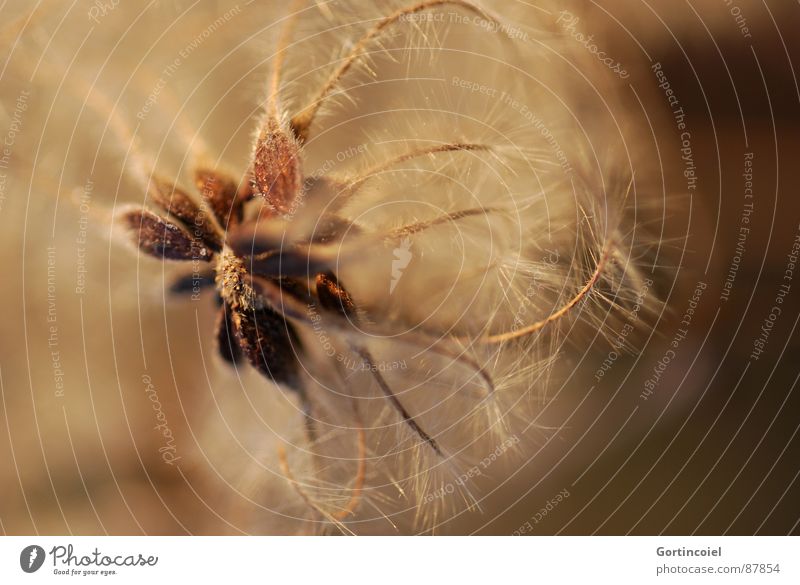 The Wuschelblüte II Plant Blossom Faded Soft Brown Gold Fuzz Thread Disheveled Beige Limp Star (Symbol) Completion Bud Smooth Delicate Clematis Crowfoot plants