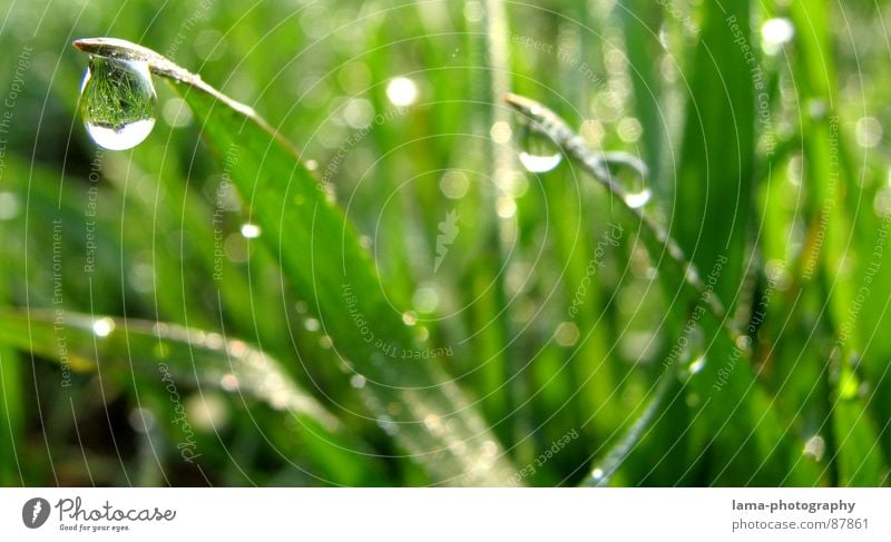 Field of Tears II Grass Wet Blade of grass Meadow Green Spring Summer Flower meadow Agriculture Cattle Pasture Environment Summery Juicy Plant Botany Rain