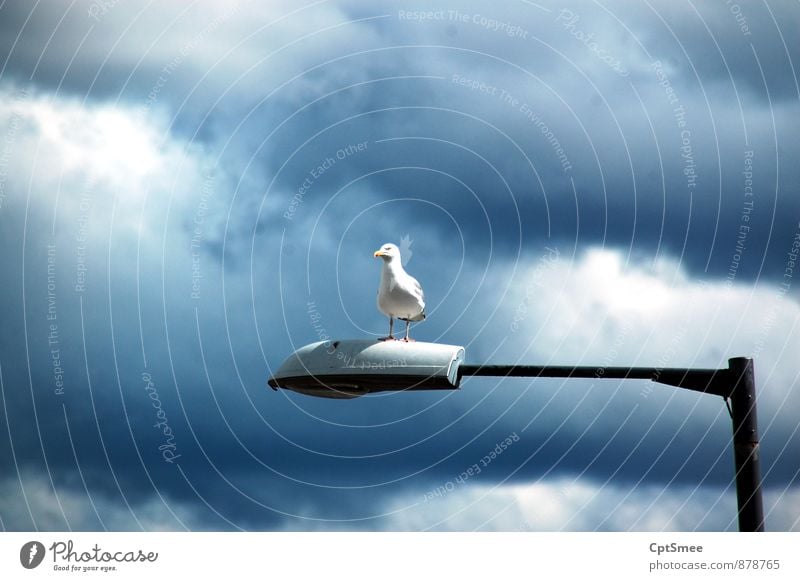 Sitting on the dock of the bay. Lamp Bird Wing 1 Animal Crouch Above White Nature Vacation & Travel Colour photo Exterior shot Copy Space top Day Light