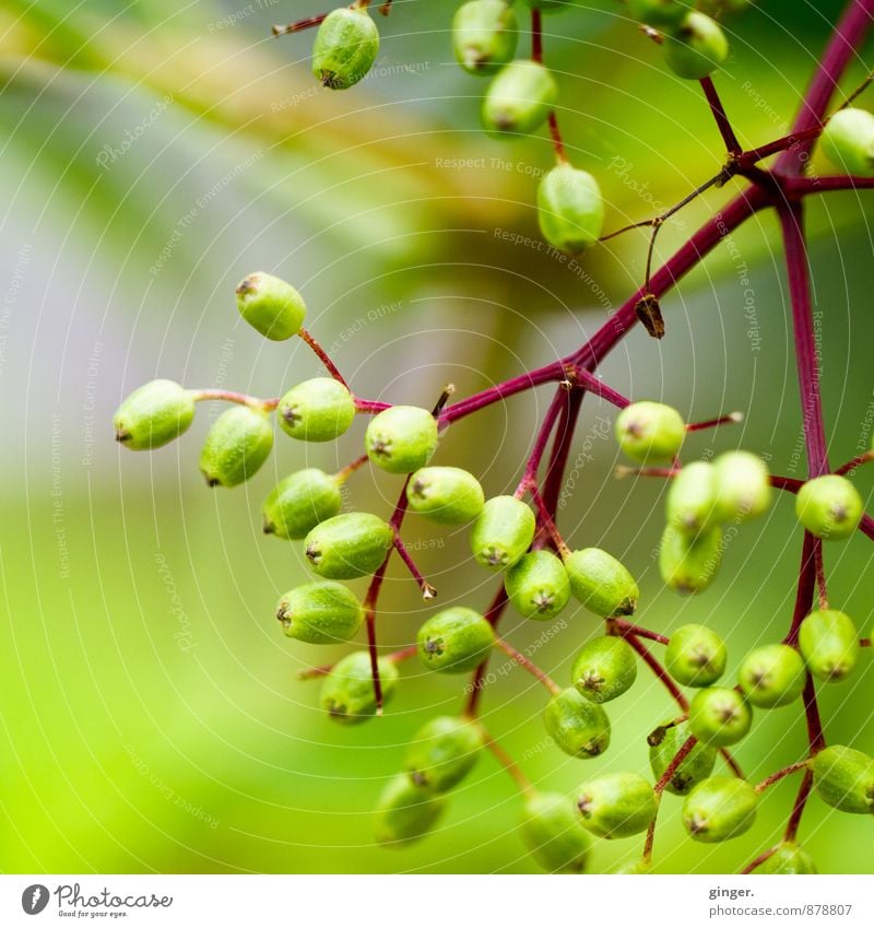 Cologne UT | Mülheim Carlswerk | Urban Gardening Nature Plant Beautiful weather Foliage plant Yellow Green Red Bud Flourish Growth Many Twig Difference Bright