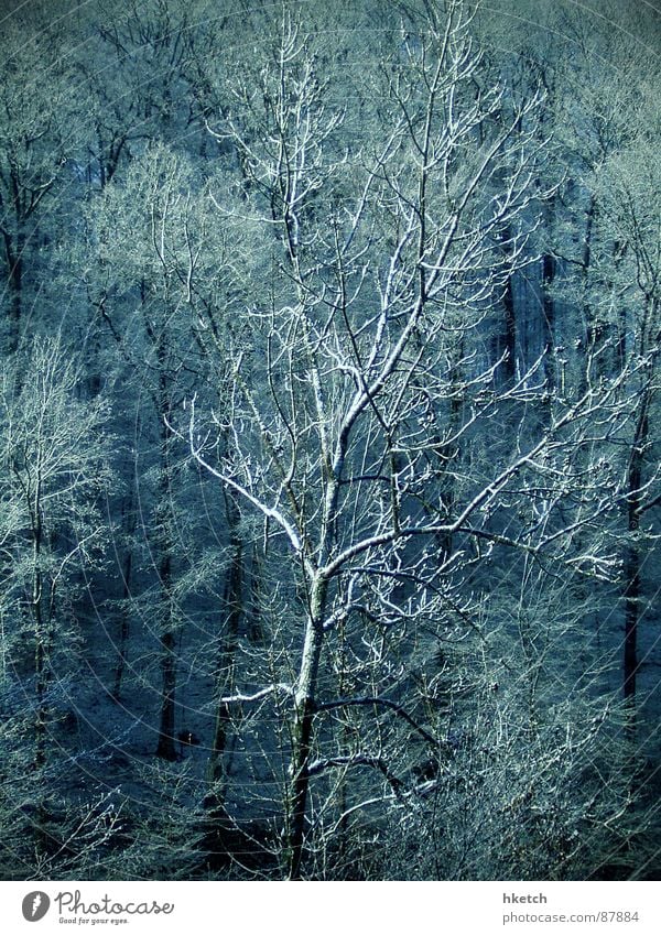 caught cold Hail Forest Hoar frost Wood Snowscape Fairy tale Sugar Sweet Tree trunk Clump of trees Stuttgart Snowstorm Winter saccharified fairyland