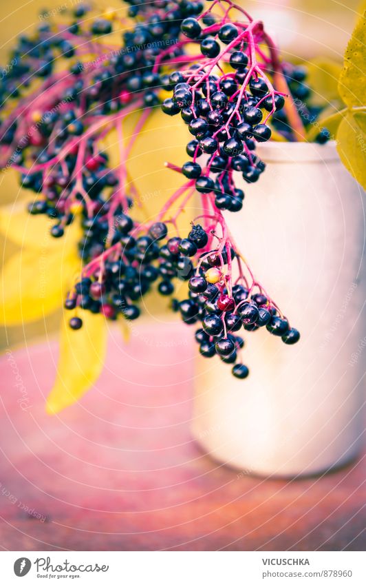 ripe elderberries on the table in autumn garden Summer Nature Bouquet elderberry Sambucus nigra close up fruit healthy tree natural fresh Vitamin green twig