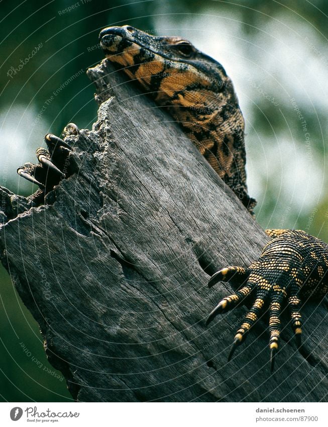 Fingernail extension in Australian Saurians Reptiles Nail Animal Fraser Island Claw Dragon Skin primeval Exterior shot