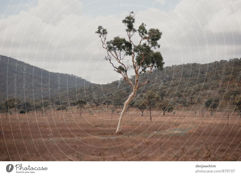 Wide open. On the wide plain there is a single tree without bark. Joy Harmonious Leisure and hobbies Trip Summer vacation Environment Earth Sky